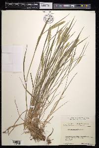 Agropyron cristatum image