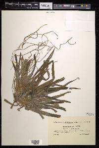Stratiotes aloides image
