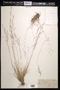 Agrostis nevadensis image