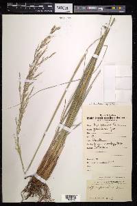 Stipa splendens image