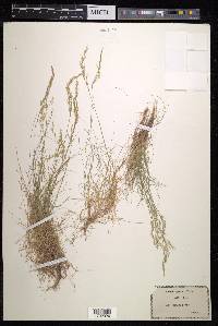 Agrostis schleicheri image