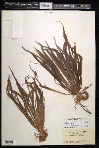 Sagittaria pygmaea image