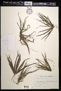 Stratiotes aloides image