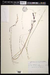 Agrostis kilimandscharica image