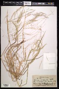 Agrostis retrofracta image