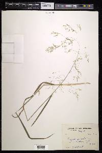 Agrostis pilosula image