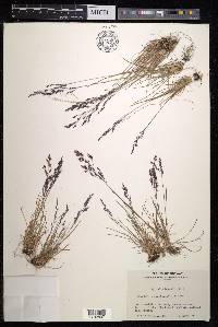 Agrostis borealis image