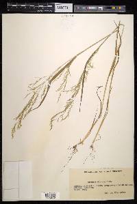 Agrostis idahoensis image