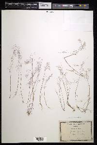 Agrostis tenerrima image