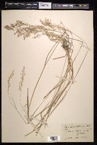 Agrostis castellana image