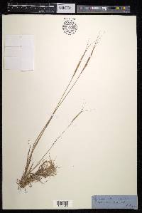 Aegilops cylindrica image