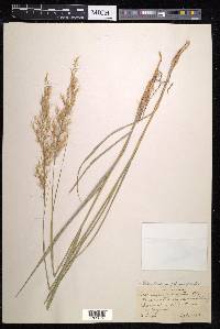 Stipa calamagrostis image