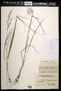 Stipa effusa image