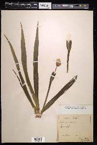 Stratiotes aloides image