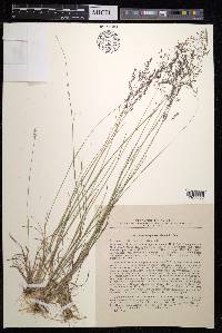 Agrostis vinealis image