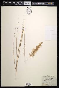 Stipa calamagrostis image