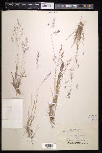 Agrostis borealis image