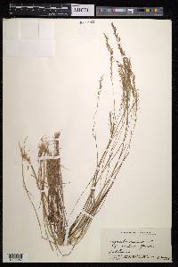 Agrostis meyenii image