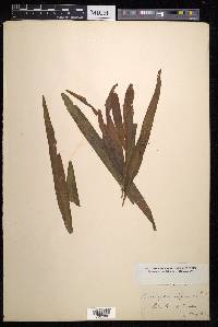 Potamogeton alpinus image
