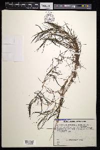 Zannichellia palustris subsp. palustris image