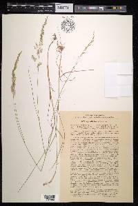 Agrostis tenuifolia image