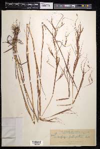 Andropogon fastigiatus image