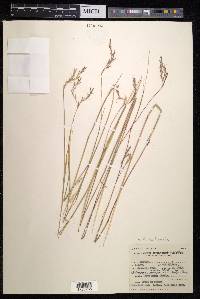 Andropogon eucomus image