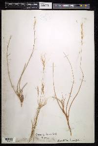 Stipagrostis brevifolia image