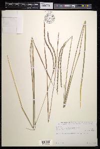 Andropogon amethystinus image