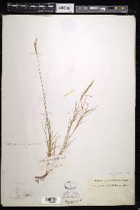 Brachypodium retusum image