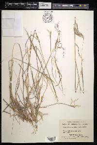 Bothriochloa decipiens image