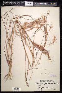 Andropogon fastigiatus image