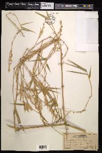Bambusa arundinacea image