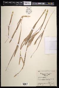 Andropogon gayanus image