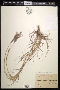 Bothriochloa ischaemum image