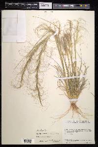 Austrostipa scabra image