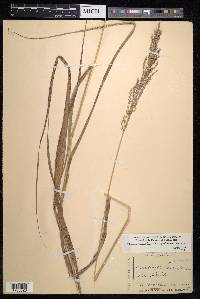 Arundinella bengalensis image