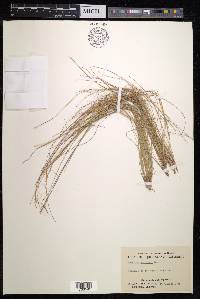 Aristida warburgii image