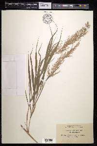 Arundo formosana image