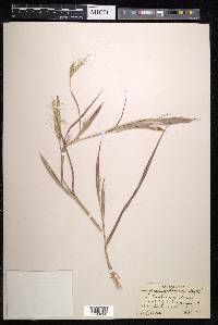 Andropogon gayanus image