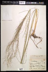 Aristida spectabilis image