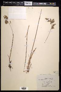 Anthoxanthum nitens image