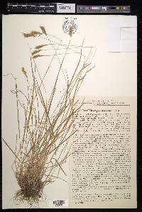 Anthoxanthum odoratum subsp. nipponicum image