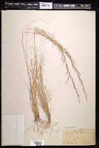 Austrostipa scabra image