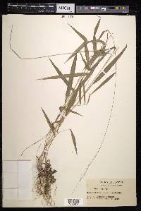 Brachyelytrum japonicum image