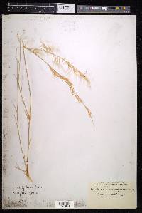 Stipagrostis namaquensis image