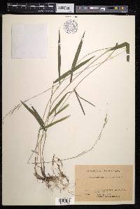 Brachyelytrum japonicum image