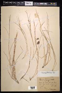 Andropogon eucomus image