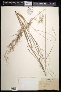 Aristida adscensionis image