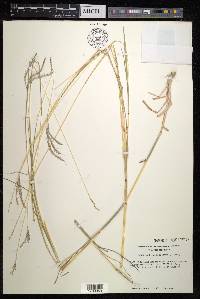 Bothriochloa ischaemum image